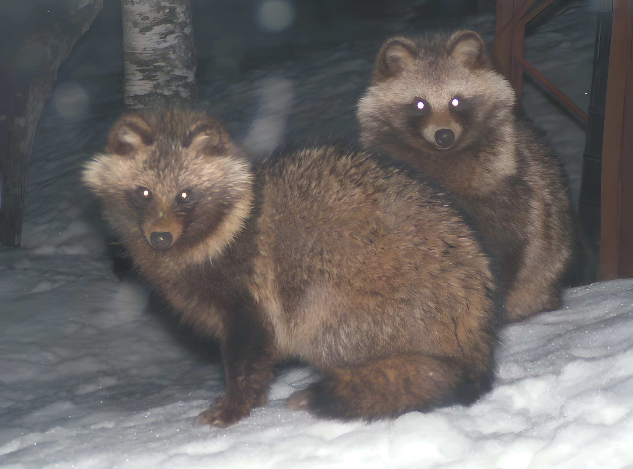 タヌキの夫婦